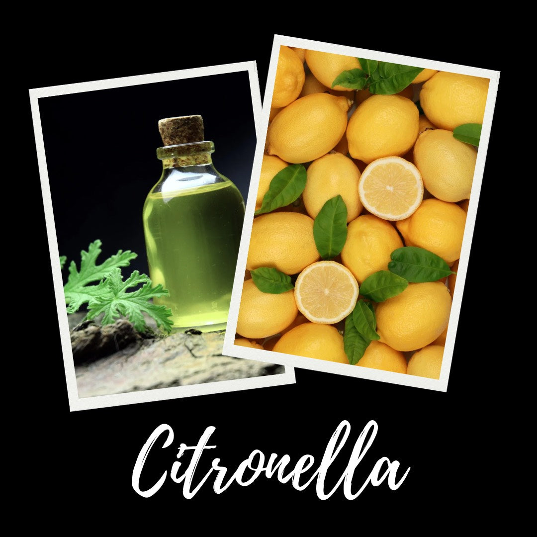 12oz Citronella Scented Mason Jar Soy Candle
