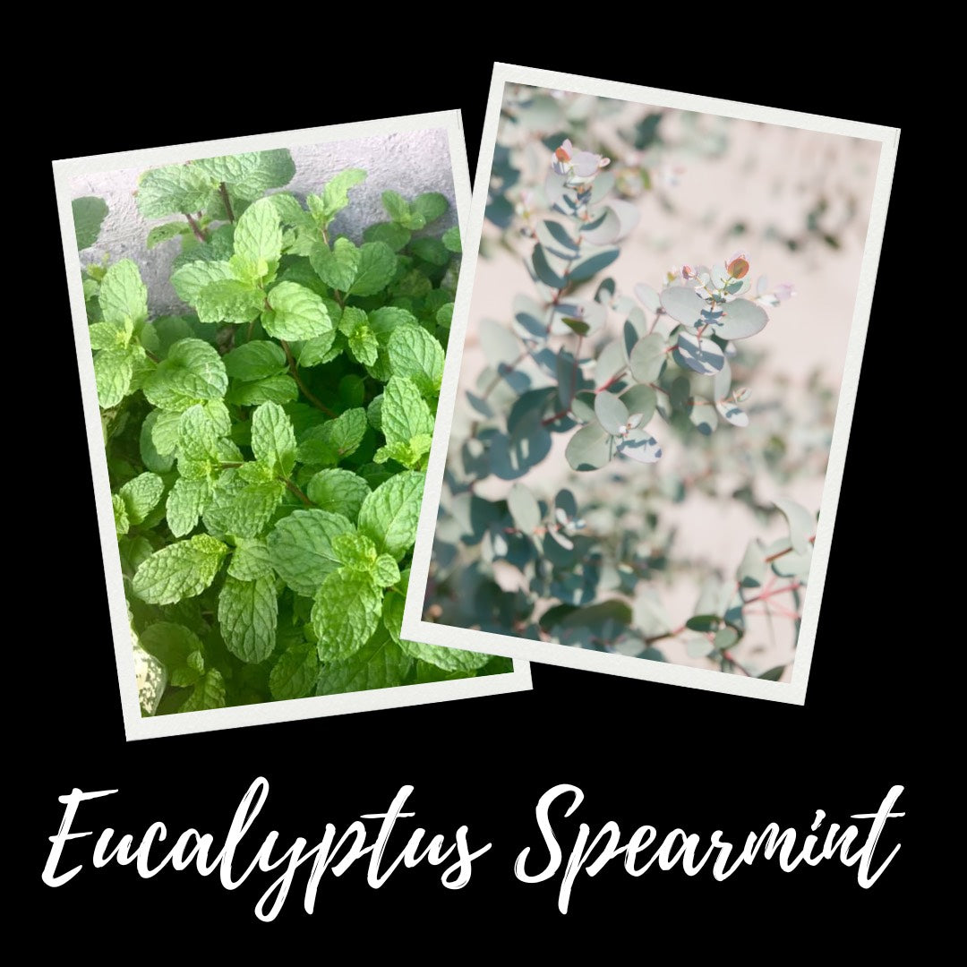 12oz Eucalyptus Spearmint Scented Mason Jar Soy Candle